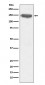 Anti-CD13 ANPEP Rabbit Monoclonal Antibody